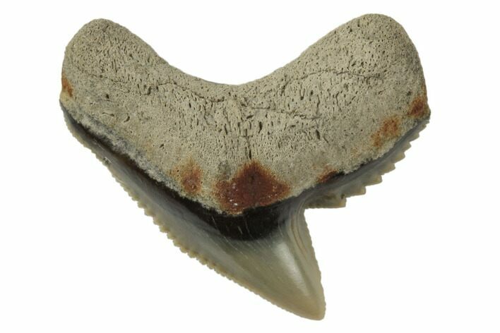 Fossil Tiger Shark (Galeocerdo) Tooth - Aurora, NC #195044